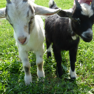 Get Up & Go - 6 Road Trip Ideas | Baby goats at Verdant View Farm in Pennsylvania Dutch Country.