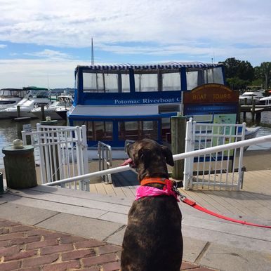 4 Dog Friendly Adventures in the DC Area. Take a Canine Cruise in Old Town Alexandria with your furry friend!