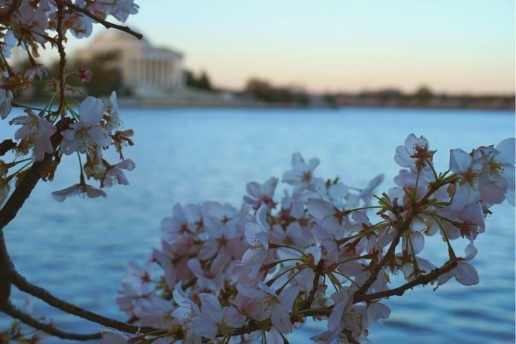 From the blue of the Tidal Basin water to the pink of a blooming Cherry  Blossom, our uniforms are filled with hints of a D.C. spring.