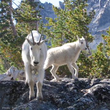 6 Days in the Enchantments - so many mountain goat encounters!