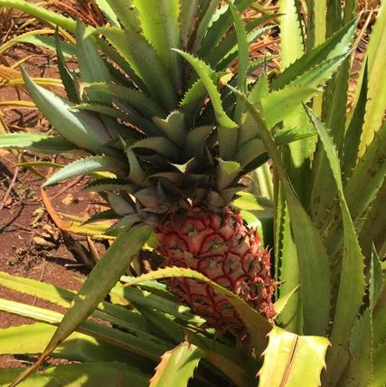 Fresh pineapple at the Dole Plantation on Oahu.