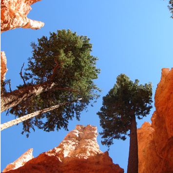 View from the trail at Bryce Canyon National Park. Learn more about visiting Bryce, Arches & Zion on the blog.