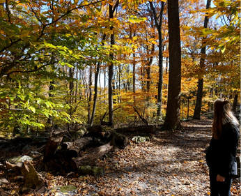 The beauty of fall on the Lower Falls Trail at Cunningham Falls State Park. 