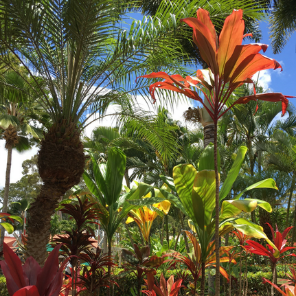 Loved the colorful flowers in the Dole Plantation Garden.