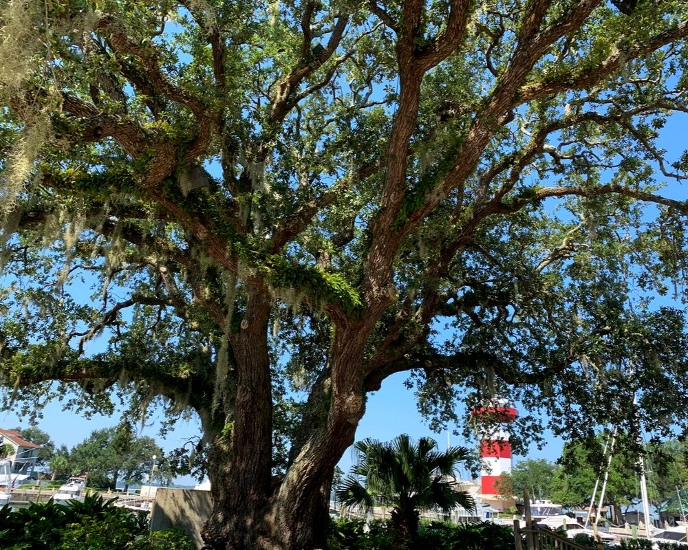 Don't miss the beautiful live oaks on Hilton Head Island | Fun Things to Do in a Weekend on Hilton Head Island, South Carolina.