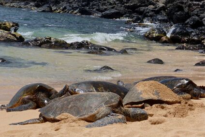 See all the Hawaiian green sea turtles resting on Ho'okipa Beach Park on Maui was a favorite experience. Check out 7 other family activities to do on Maui. 
