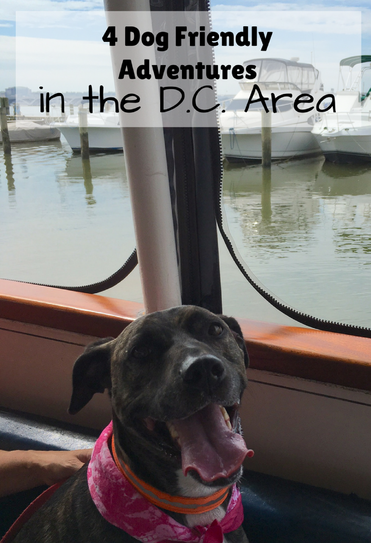 4 Dog Friendly Adventures in the DC Area, including a Canine Cruise and visiting local wineries and breweries.