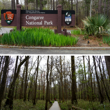 Congaree National Park in South Carolina. Check out these tips and ideas for planning a national park vacation.