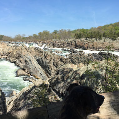 Visit Great Falls Park, one of 4 Dog Friendly Adventures in the DC area. 