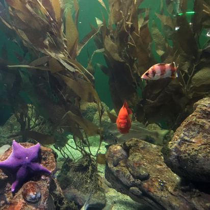 Spend the day in Baltimore, MD, and visit the National Aquarium - One of 5 favorite day trips from DC. 