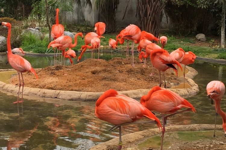 Check out our list of 7 fun things to do in Columbia, South Carolina, like the Soda City Market and the Riverbanks Zoo. | #RealColumbiaSC