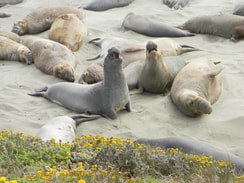 The elephant seals along the PCH are always entertaining.