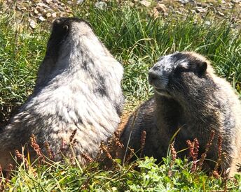 4 Great Day Hikes in the Seattle Area | Marmots on the Glacier Vista Trail.