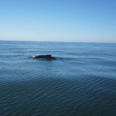 So cool that we saw humpback whales just off the coast of Virginia Beach. 