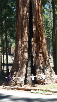 Trying to hug the big trees in Sequoia National Park.