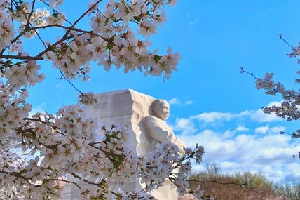 Spring is a great time to visit Washington, DC. Here's 5 tips to help you enjoy Washington DC's beautiful Cherry Blossoms.