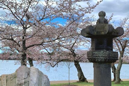 Spring is a great time to visit Washington, DC. Here's 5 tips to help you enjoy Washington DC's beautiful Cherry Blossoms.