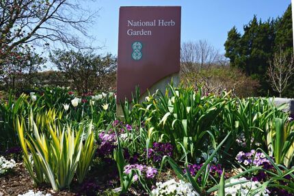 The National Herb Garden at the US National Arboretum is perfect for a springtime stroll among the blossoms. Learn more about this gem in Washington, DC.