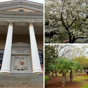 Stroll through the beautiful campus at University of South Carolina | 7 Fun Things to Do in Columbia, South Carolina