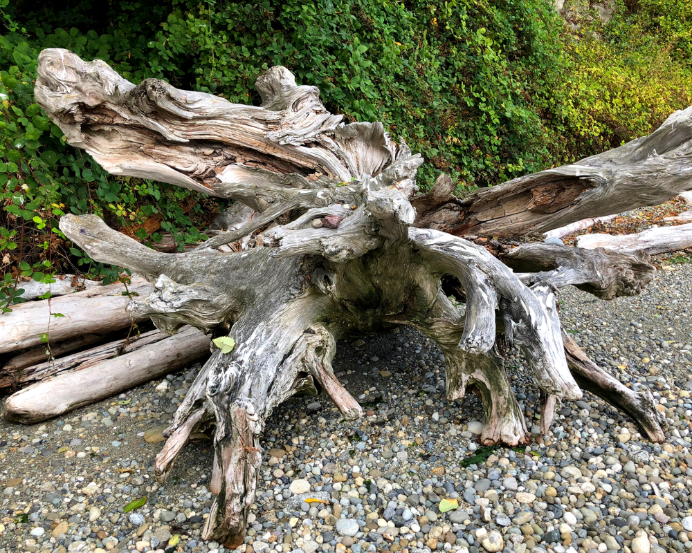 4 Great Day Hikes in the Seattle Area | Camano Island State Park