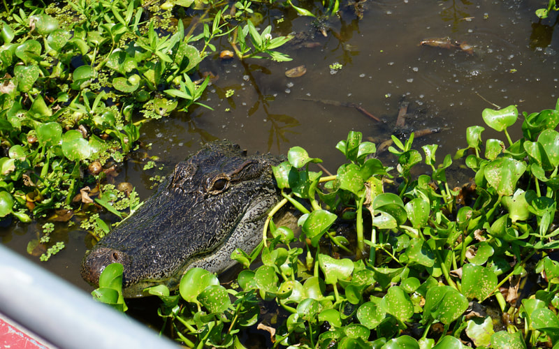 This guy wanted to say hello while we were on our swamp tour. Visit the blog for more fun things to do while you are visiting New Orleans. #visitneworleans
