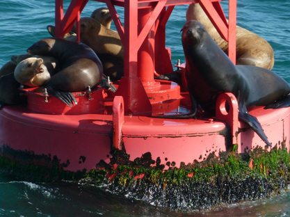 Sea Life in the Pacific Ocean off the Channel Islands - Why You Should Spend a Day at Channel Islands National Park
