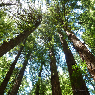 Giant trees at Muir Woods