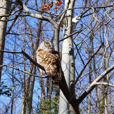 Don't miss the outdoor wildlife habitats at Maymont in Richmond, Virginia.