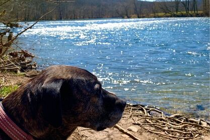 Pet-friendly hiking at Shenandoah River State Park.