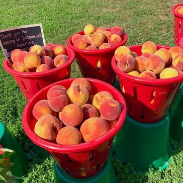 Baskets of Peaches from the Historic Lewes Farmers Market