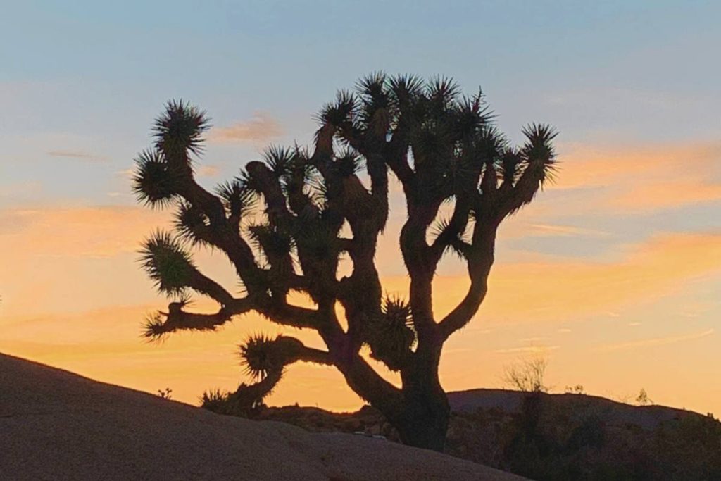 Joshua Tree Sunset