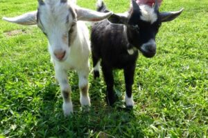 4 Days of Tasty Travel from the Farm to the City