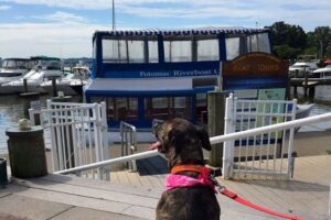 4 Dog Friendly Adventures in the DC Area