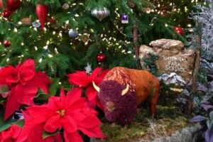 Visiting the United States Botanic Garden in December
