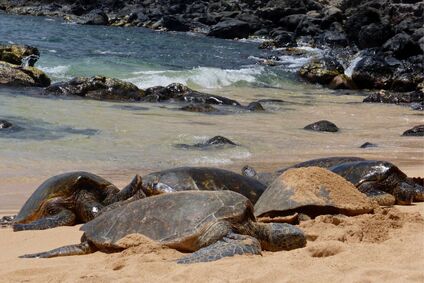 Hawaiian Green Sea Turtles - 8 family tested activities you need to do on Maui