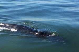 Here’s Why You Need to Visit Virginia Beach in the Winter