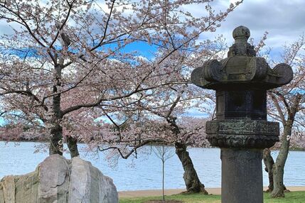 5 Tips to Enjoy Washington DC's Beautiful Cherry Blossoms in 2026