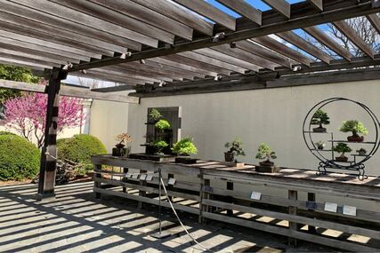 National Bonsai Penjing Museum - 6 Great Reasons to See the US National Arboretum in DC