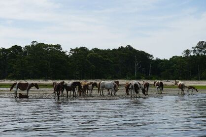 Chincoteague Wild Ponies on the shore - Visiting Family Friendly Chincoteague Island