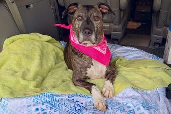 8 Things to Know Before Taking Your Dog on a Road Trip