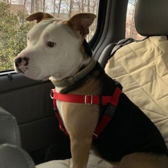 dog in car 8 Things to Know Before Taking Your Dog on a Road Trip
