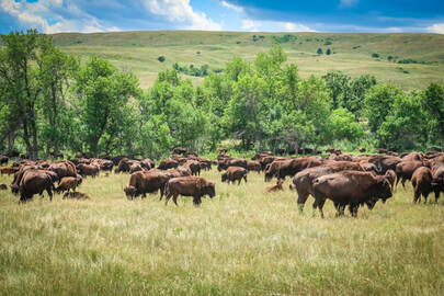 bison at Custer state park
