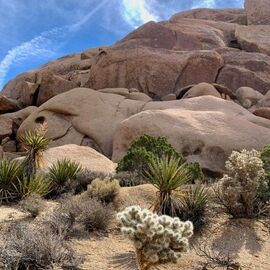 Cool Hikes & Other Things to Do with 2 days in Joshua Tree National Park