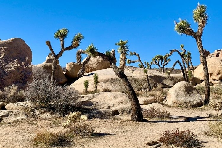 Cool Hikes & Other Things to Do with 2 days in Joshua Tree National Park
