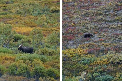 moose and grizzly bear in Denali NP from blog Here's How to Spend 2 Days in Alaska's Denali National Park
