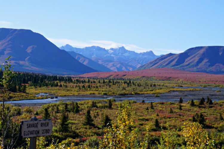 scene from Denali National Park