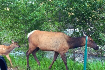 things to do in Estes park 