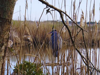 Bird watching Back Bay National Wildlife Refuge