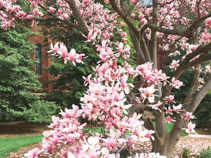 Spring magnolias Enid A Haupt Garden from Take a Stroll Through 5 Beautiful Gardens in the Washington DC Area