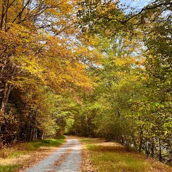 Fall trees in Lehigh Gorge State Park from Enjoy a Scenic Train Ride & Biking Adventure in Charming Jim Thorpe Pennsylvania